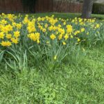 daffodils wild