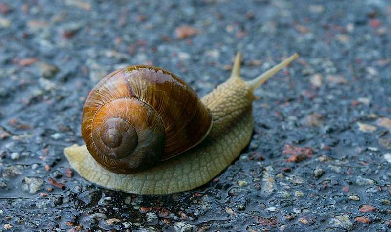 Snail Closeup 