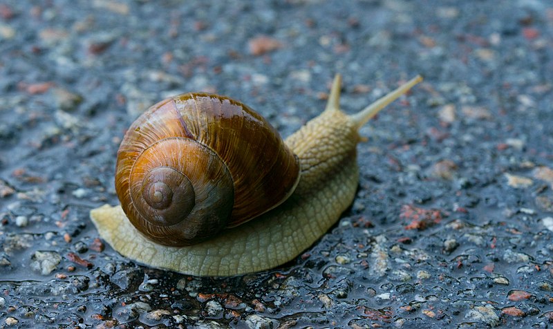 Snail Closeup