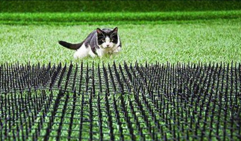 Anti Cat Spikes