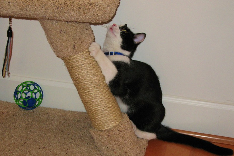 Cat Scratching
