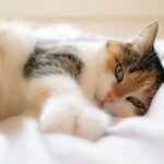 Happy Cat in Small Space