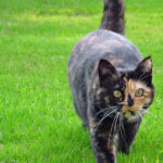 Stop cats pooing in garden