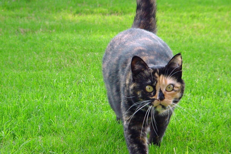 I Tried Everything to Stop Cats Pooing In My Garden – Here’s What Worked