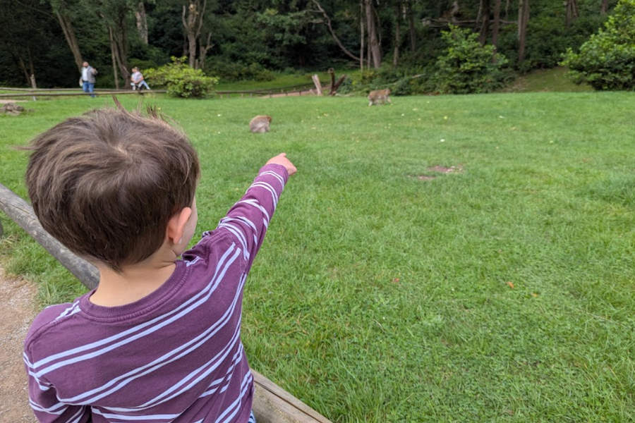 Barbary Macaques at Trentham monkey Forest