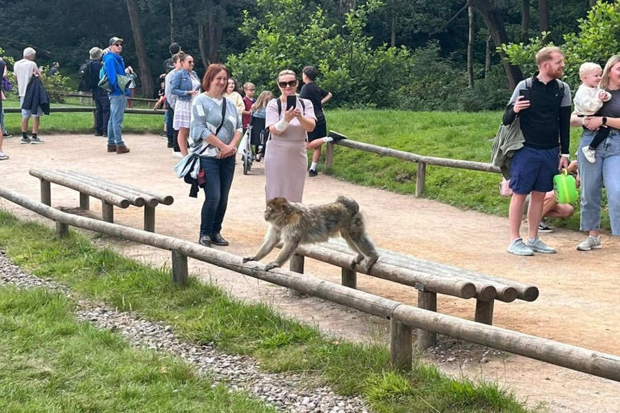 Trentham monkey forest monkey jumping