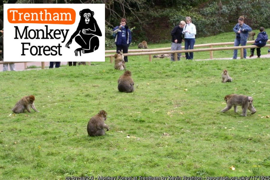 My Review of Trentham Monkey Forest – Is it Worth Going?