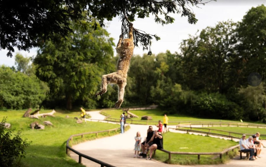 Trentham Monkey Forest Worth Visiting