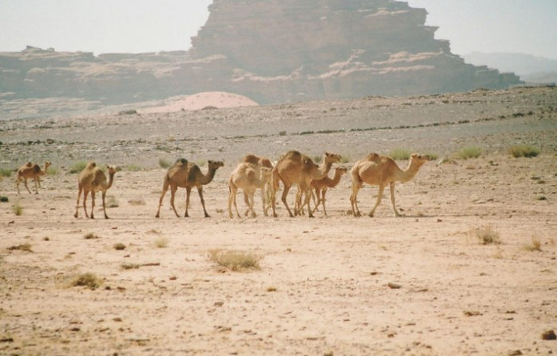 Camels