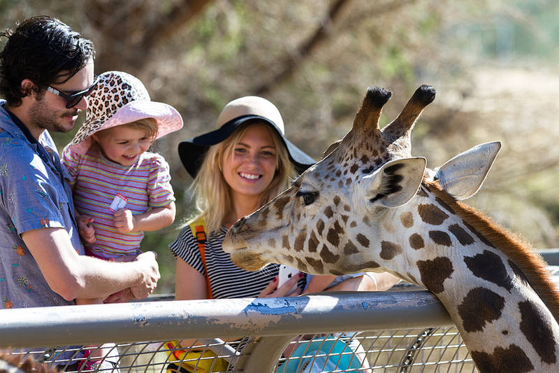Child Feeding Giraffe