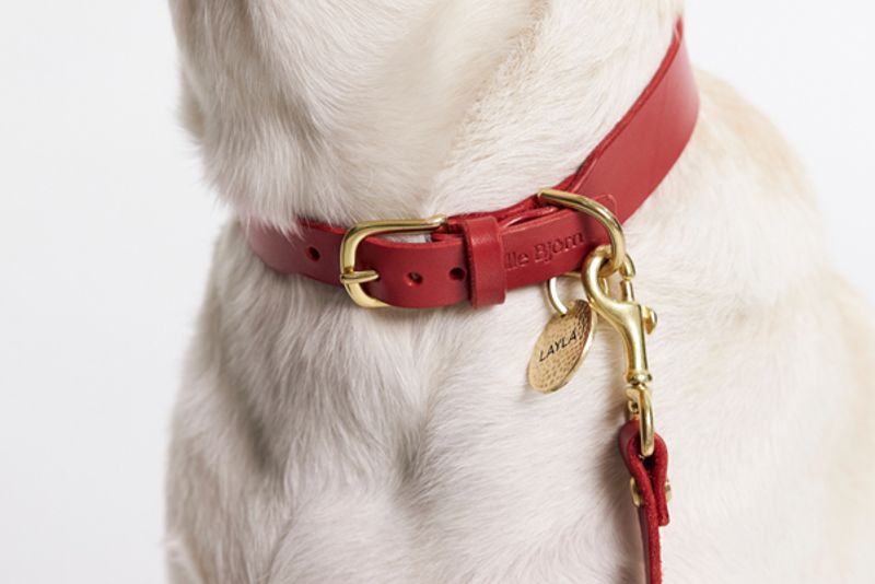 dog collar