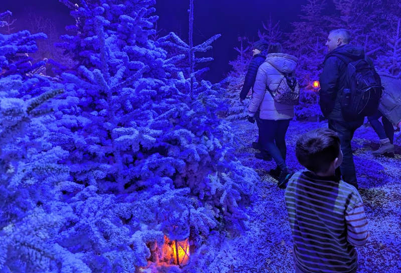 Lapland UK Snowy Forest