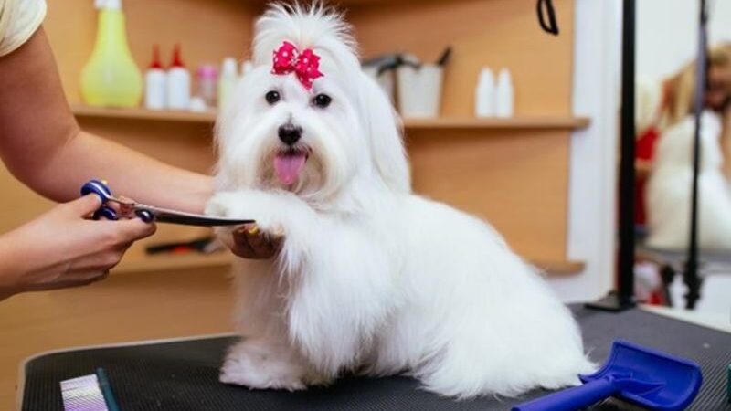 The Unexpected Expenses Nobody Warns You About When Getting a Dog