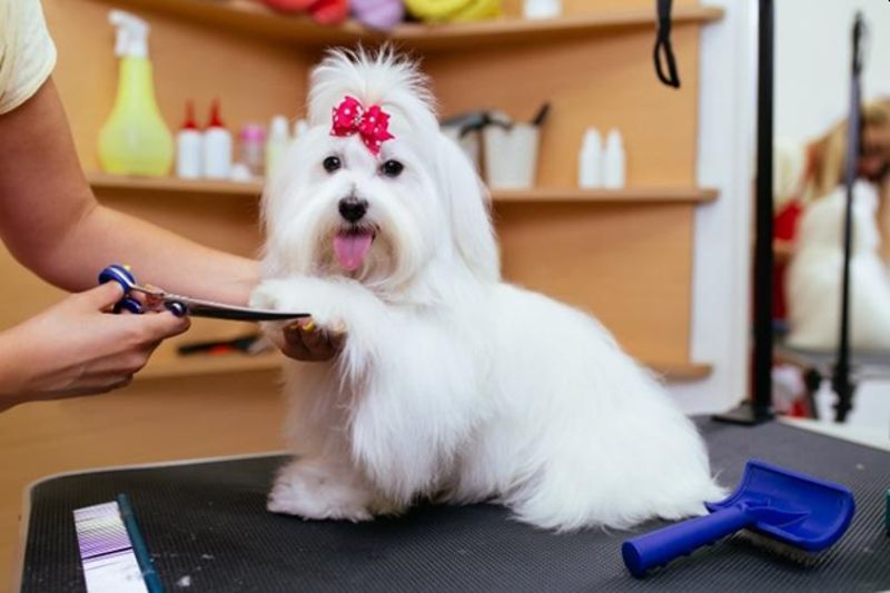 The Unexpected Expenses Nobody Warns You About When Getting a Dog