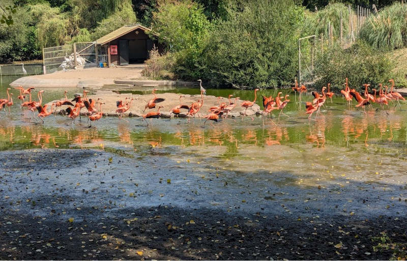 Flamingos at Blackpool Zoo