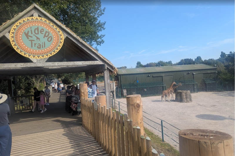 Giraffes at Blackpool Zoo