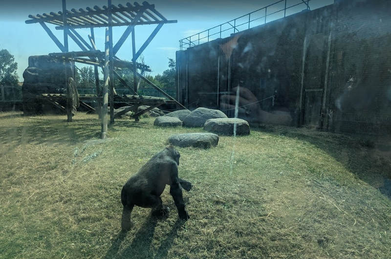 Gorilla at Blackpool Zoo