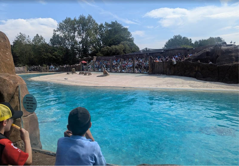 Sea Lion Show at Blackpool Zoo