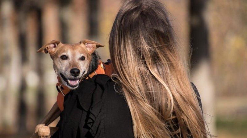 Pet Parenting Curveballs: Preparing for the Emergencies No One Warns You About