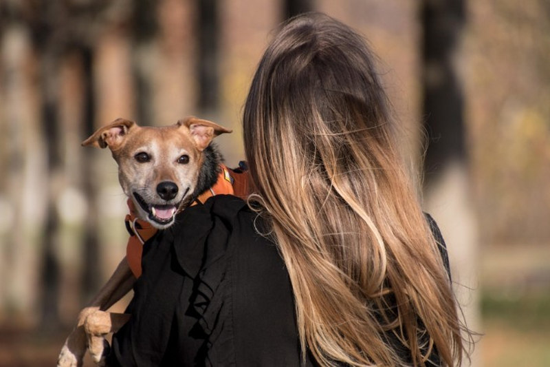 Pet Parenting Curveballs: Preparing for the Emergencies No One Warns You About