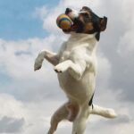 jack russell catching a ball