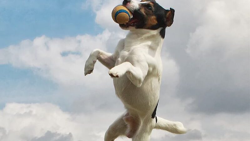 Navigating Vet Costs and Policy Choices as a Jack Russell Owner