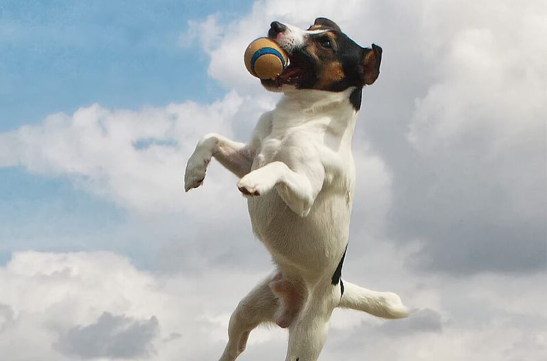 Navigating Vet Costs and Policy Choices as a Jack Russell Owner