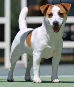 jack russell puppy