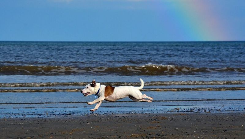 jack russell running on a beach