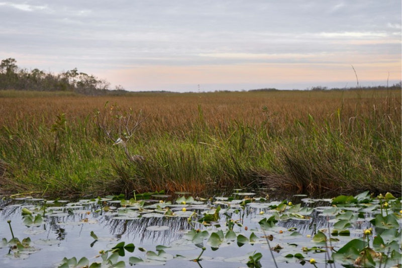 Florida Everglades